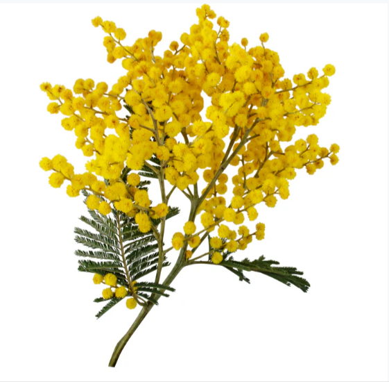 ACACIA FLOWER - Image 2