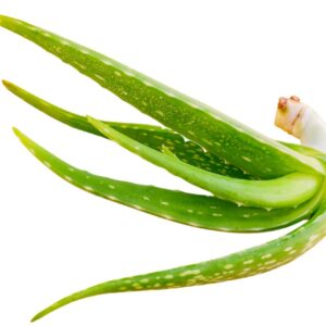 ALOE VERA LEAF C/S