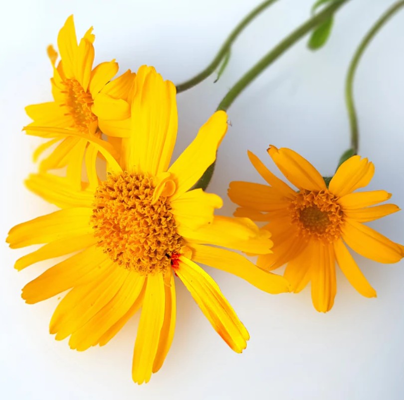 ARNICA FLOWER - Image 3