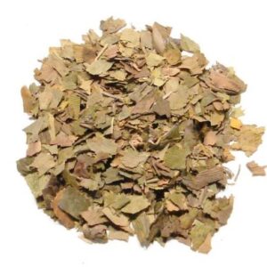 GINKGO LEAVES